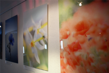 Incantevoli armonie - mostra fotografica di Rossella Junod