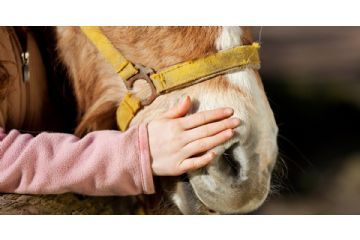 A passeggio con i pony